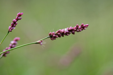 紅い花穂のイヌタデが野に咲く