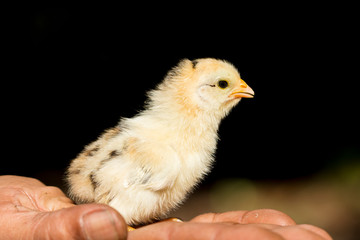 Chick's young baby in the farmer's hand