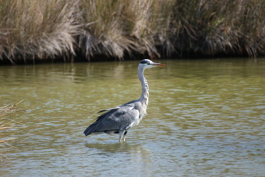 Cendre Bilder Durchsuchen 2,431 Archivfotos, und