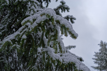 Snow covered branch of pine tree against cloudy sky