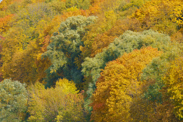 Fototapeta premium Photography of the bright golden, orange and green lush foliage in sunny autumn day. Natural floral texture, backgrounds. The beauty of nature. View from above / top view.