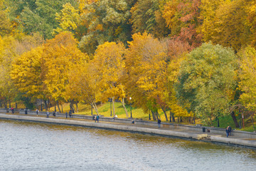 Photography of the bright golden, orange and green lush foliage in city park in sunny autumn day. Natural floral texture, backgrounds. The beauty of nature. View from above / top view.