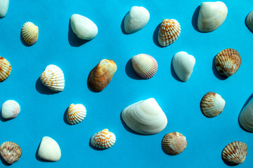 Pattern of colorful sea shells on blue background. Top view 