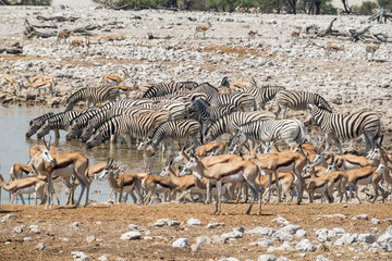 Fototapeta na wymiar Zebras and impalas near waterhole in Namibia national reserve.