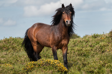Obraz na płótnie Canvas Wild Galician Horse. Stallion at Spring time.