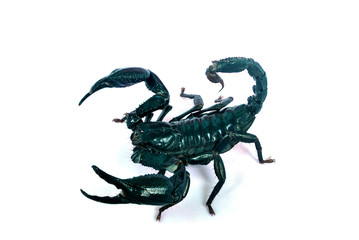 A large black scorpion on a white background.with clipping path.