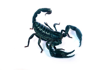 A large black scorpion on a white background.
