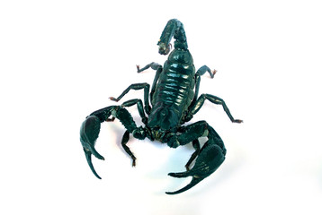 A large black scorpion on a white background.
