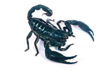 A large black scorpion on a white background.with clipping path.