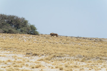 Naklejka premium African lion in the wild.