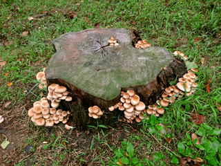 Mushrooms on a tree stump in forest