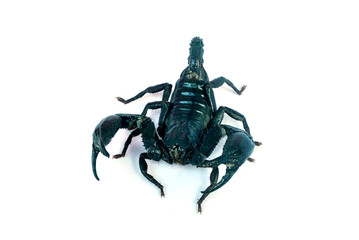 A large black scorpion on a white background.
