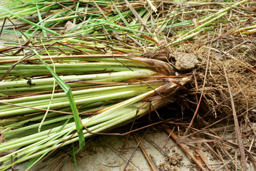 Planting lemongrass. Observing the roots of lemon grass.