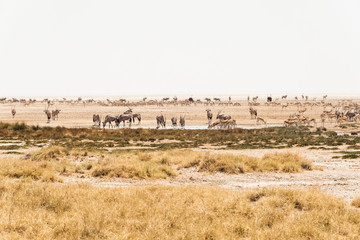 Wild animals by waterhole in Etosha national park.