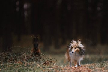 Shetland sheepdog stay at the evening forest