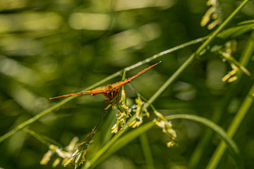 Nature