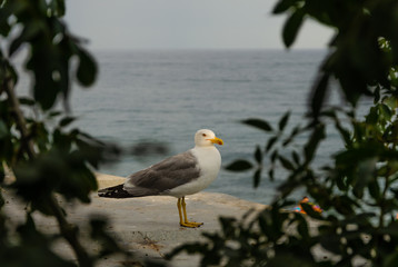 Seagull on the parapet by the sea in summer.