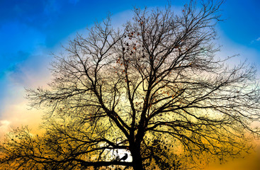 Obraz na płótnie Canvas L'oiseau dans son arbre à contre jour