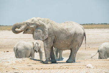 Fototapeta premium Grey elephant in the wild of Africa.