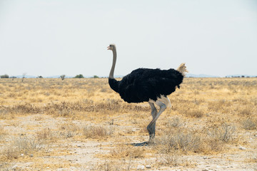 Ostrich in the wild of Etosha national reserve.