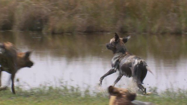 Frisky African wild dogs play and splash around in the wetlands of Africa.