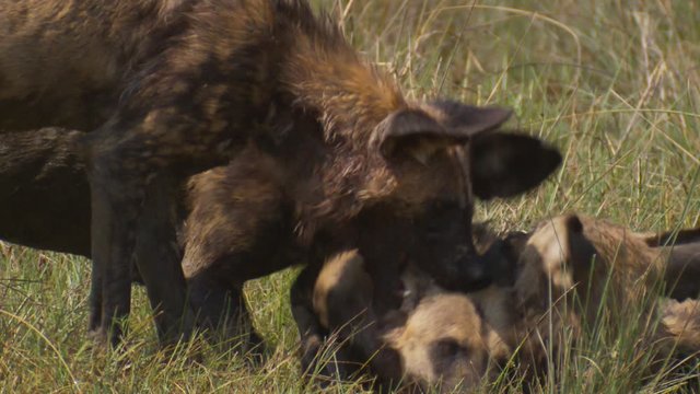 Close-up of African wild dogs playing in the tall grass as they bite each other on the face and neck.