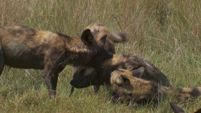 African wild dogs playing as they gang up on one member of the pack and playfully bite his face and neck.