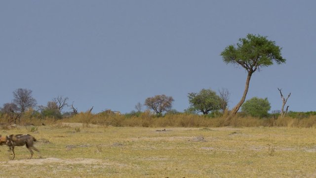Wide shot as a lone African wild dog walks across the plains of Africa.