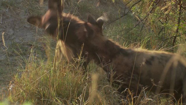 Tracking shot of African wild dogs playing in the bush in Africa.