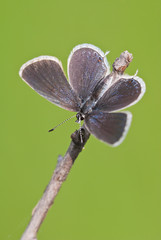 Short-tailed blue or tailed Cupid (Cupido argiades) female butterfly spreads its wings to warm up with the first rays of sunshine.