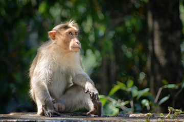 Portrait of a female monkey