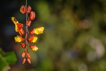Indian clock vine