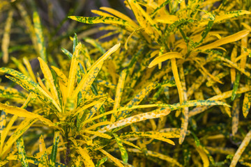 golden croton leaves  beautiful on decorative tree  planting natural  background