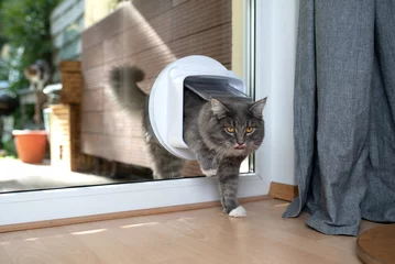 Fototapeten cute young blue tabby maine coon cat with white pawsentering room by passing through cat flap looking ahead curiously sticking out tongue © FurryFritz