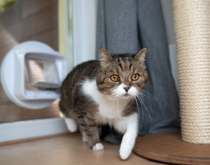 tabby white british shorthair cat entering room passing through cat flap next to scratching post looking ahead
