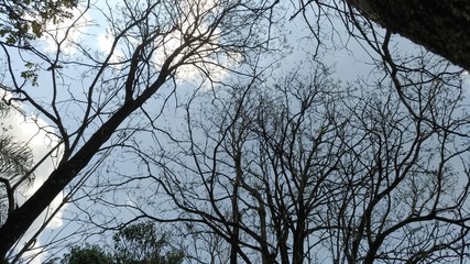 tree with dry branches