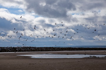 Flight of seagulls over the river