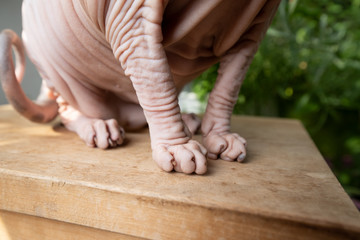 close up of hairless sphynx cat's paws sitting outdoors on wooden stool