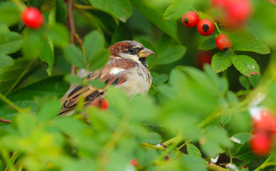 House sparrow male simple posing on stump. House Sparrow (Passer domesticus) sits on a branch....