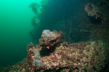 Fototapeta na wymiar Lumpsucker (Cyclopterus lumpus) protecting its eggs at the wreck of Elise Schulte, Norway
