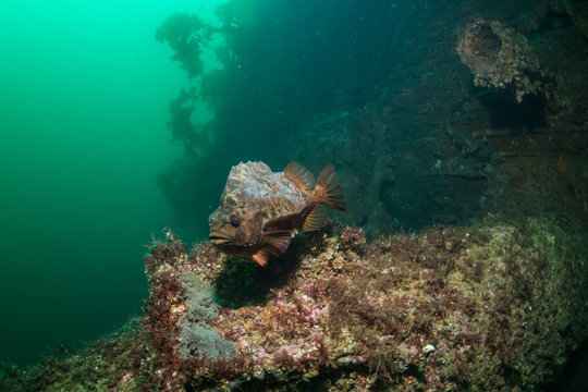 Lumpsucker (Cyclopterus lumpus) protecting its eggs at the wreck of Elise Schulte, Norway