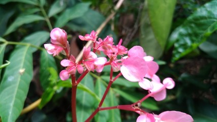 pink flower