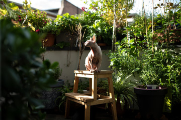 hairless sphynx cat sitting on stool outdoors on balcony surrounded by plants in the sunlight