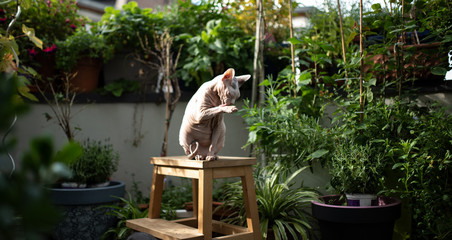 Naklejka na ściany i meble hairless sphynx cat sitting on stool grooming outdoors on balcony surrounded by plants in the sunlight