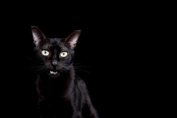 studio portrait of a black domestic cat meowing with  open mouth looking at camera in front of black background
