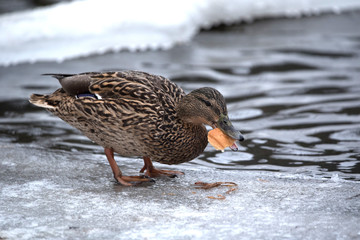 Duck eats food. Bird by lake. Wildlife. Winter. Colds. Wintering birds in the city.