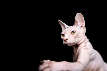 studio portrait of hairless sphynx cat in front of black background looking ahead raising front paw  begging for food