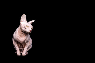 full length studio portrait of hairless sphynx cat standing looking to the side in front of black background