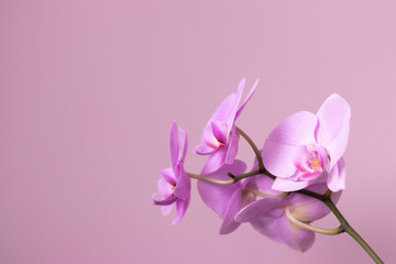 Fototapeta na wymiar branch of blooming orchid purple flowers closeup