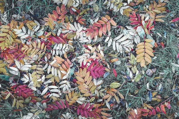 Bright, multicolored autumn foliage. Colorful leaves lie on the ground like a carpet. Great photo for the background.